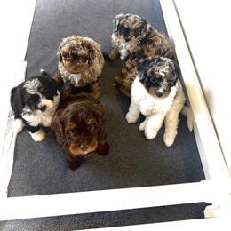 Australian Mountain Doodle, Bernedoodle, and Goldendoodle Puppies from Wynterwood Doodles