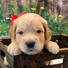 Ranger - Cream male Goldendoodle puppy in The Woodlands, Texas from Gracie's Goldendoodles and Bernedoodles
