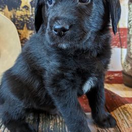 Golden Retrievers, Labradoodles, and Labrador Retrievers from Robertson's Retrievers & Doodles