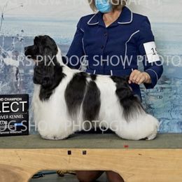 Mika - Cocker Spaniel