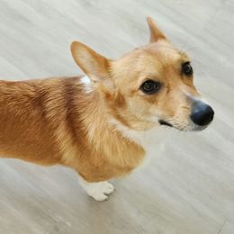 Belle - Pembroke Welsh Corgi