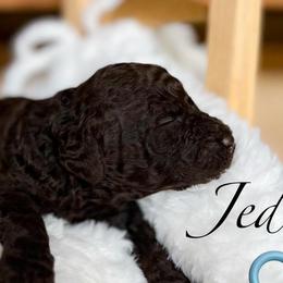 Jed - Brown male Poodle puppy in Greenville, North Carolina from Grace Poodles