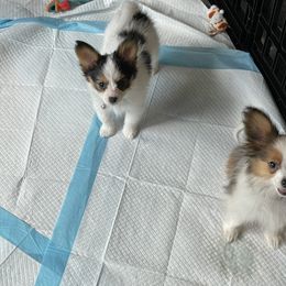 Papillon Puppies from SMK's Papillons