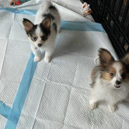 Papillon Puppies from SMK's Papillons