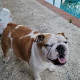 Coco - Bulldog
