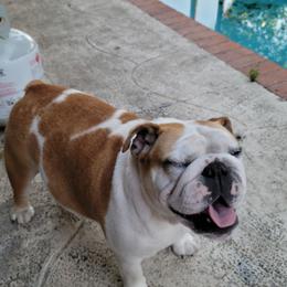 Coco - Bulldog