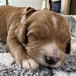 Orion - Apricot male Goldendoodle puppy in Gilbert, Arizona from DogHouse Doodles