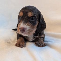 Strudel - Chocolate and tan male Dachshund puppy in San Diego, California from Sweetheart Doxies LLC