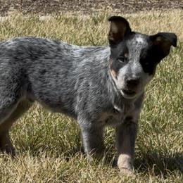 Smokey - Blue male Australian Cattle Dog puppy in Napa, California from Rocking P Ranch