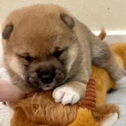 Joseph - Red male Shiba Inu puppy in Milton, Florida from Moonlight Shibas