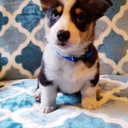 American Corgi and Pembroke Welsh Corgi Puppies from Whimsical Treasure Corgis