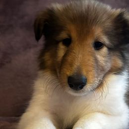 Daisy - Sable Collie puppy in Callahan, Florida from Kindred Spirit Collies