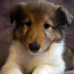 Daisy - Sable Collie puppy in Callahan, Florida from Kindred Spirit Collies