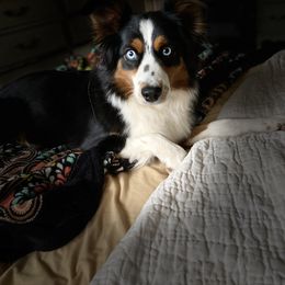 "Nola Bear- PTSD trained mini. " Miniature Australian Shepherd and Toy Australian Shepherd All Grown Up from No Matter Farm