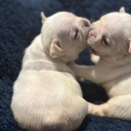 French Bulldog and Labrador Retriever Puppies from Desiree Ortiz's French Bull Dogs and Labrador Retrievers