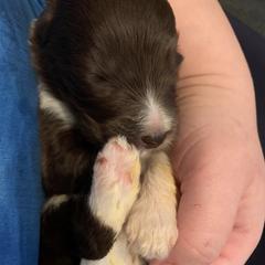 Saint Bernard and Saint Berdoodle Puppies from SeasideSaints