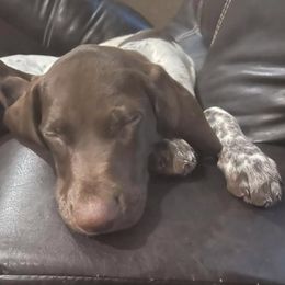 German Shorthaired Pointers from Lena's German Shorthaired Pointers