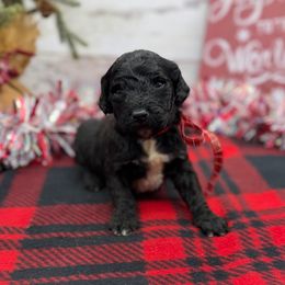 Archie - Black male Goldendoodle puppy in Lisbon, Ohio from Willow Lane Doodles