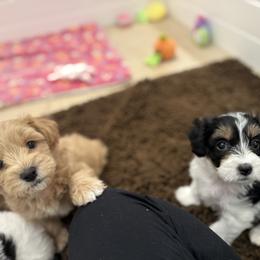 Bernedoodle, Cavapoo, Havanese, and Havapoo Puppies from Lady Paws Puppies - Cassie