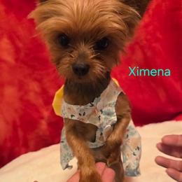Ximena - Yorkshire Terrier