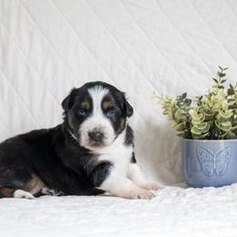 Grape - Black tri-color female Australian Shepherd puppy in Bristol, New Hampshire from NewFound Lake Aussies