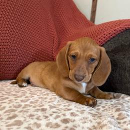 Red boy - Red male Dachshund puppy in Defuniak Springs, Florida from Anastasia Knight's Cocker Spaniels