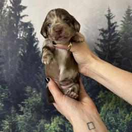 Blue Girl - Chocolate and tan female Dachshund puppy in Medina County, Ohio from Wilderness Weenies