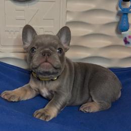 Angelica - Tricolors female French Bulldog puppy in Cleveland, Ohio from Ohio’s Finest Frenchies