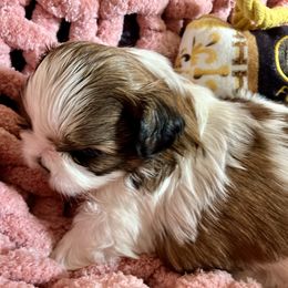 Tiara - Gold and white female Shih Tzu puppy in Silver Lake, Oregon from Bling Shih Tzu