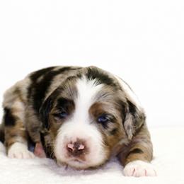 Bingo - Blue merle female Aussiedoodle puppy in Decatur, Illinois from Signature Doodles