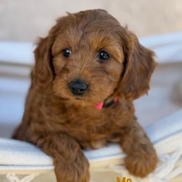 Ms. Seahawk - Red  female Goldendoodle puppy in Sacramento, California from Dandy Doodles Goldendoodles