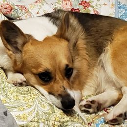 Tinkerbell - Pembroke Welsh Corgi