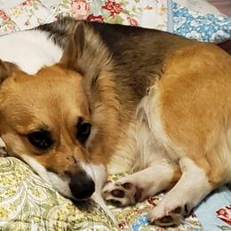 Tinkerbell - Pembroke Welsh Corgi