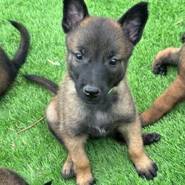 Green Collar Female - Fawn sable female Belgian Malinois puppy in Boise, Idaho from Wings of Freedom Retrievers and Malinois