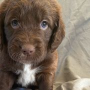 Red collar - Sporty Mix puppy in Ferndale, Washington from Juanita’s Springers