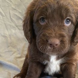 Red collar - Sporty Mix puppy in Ferndale, Washington from Juanita’s Springers