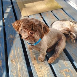 Gus - Shih Tzu