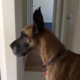 Great Danes from MEJADANES