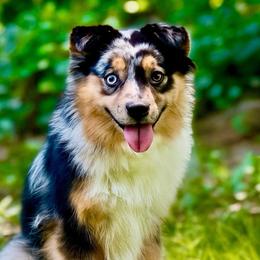 Teyha - Miniature Australian Shepherd