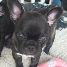 Ava - female Boston Terrier puppy in Fort Myers, Florida from Legends Frenchton's, French Bulldogs ,Boston Terriers, Reindeer chihuahuas & French Bullhuahua's