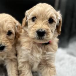 Goldendoodle Puppies from Timber Rock Doodles