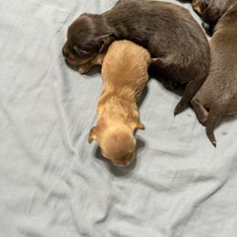 Dachshund Puppies from Johnson’s Weiner Farm