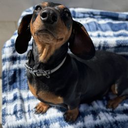 Lottie - Dachshund