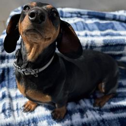 Lottie - Dachshund