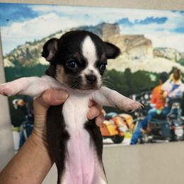 Rosie - Blue and white female Chihuahua puppy in Dime Box, Texas from Color Me Crazy Chihuahuas