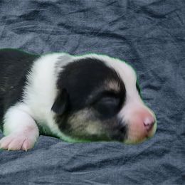 Boy 2 - Cardigan Welsh Corgi puppy from Victory Crown