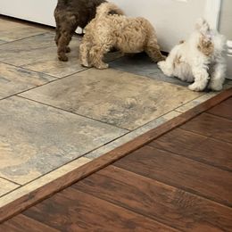 Poodle Puppies from Poodles of Tampa Bay