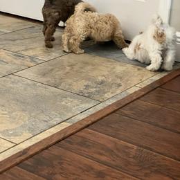 Poodle Puppies from Poodles of Tampa Bay