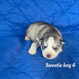 Sweetie boy 4 - Gray and white male Siberian Husky puppy in Ocala, Florida from Florida Husky Puppies