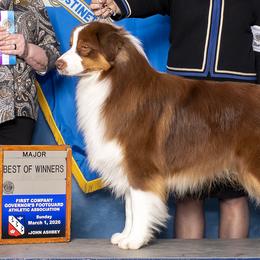 Australian Shepherds, Miniature American Shepherds, and Miniature Australian Shepherds from Crickhollow Aussies
